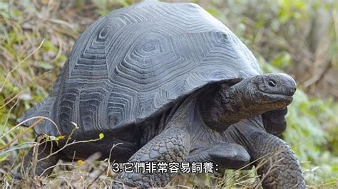 養陸龜好處